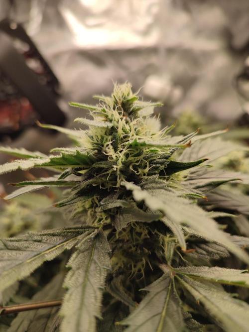 DIY DWC system run #1. Week 12