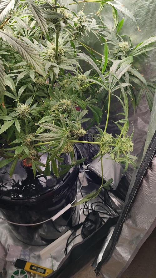 DIY DWC system run #1