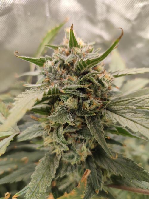 DIY DWC system run #1. Week 13