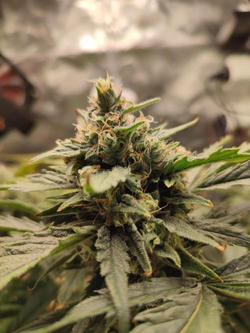 DIY DWC system run #1. Week 13