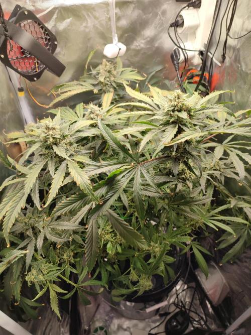 DIY DWC system run #1. Week 13