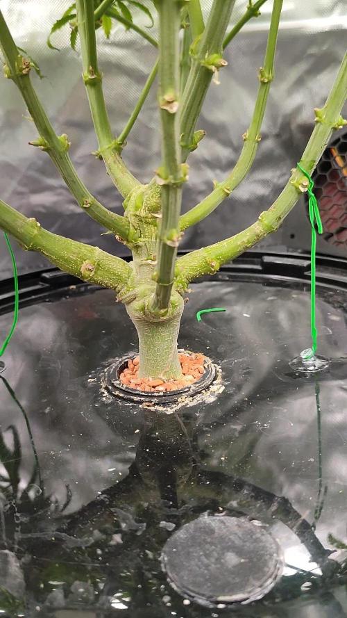 DIY DWC system run #1