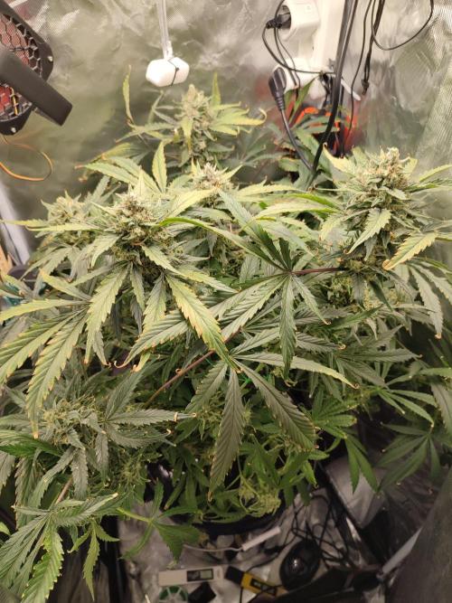 DIY DWC system run #1. Week 14