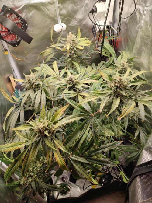 DIY DWC system run #1. Week 14