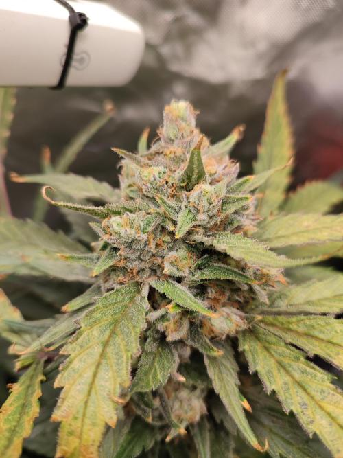 DIY DWC system run #1. Week 14