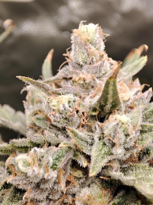 DIY DWC system run #1. Week 14