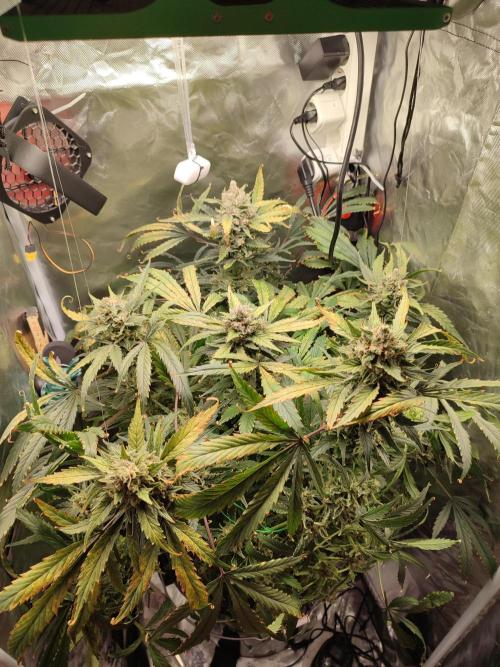 DIY DWC system run #1. Week 15