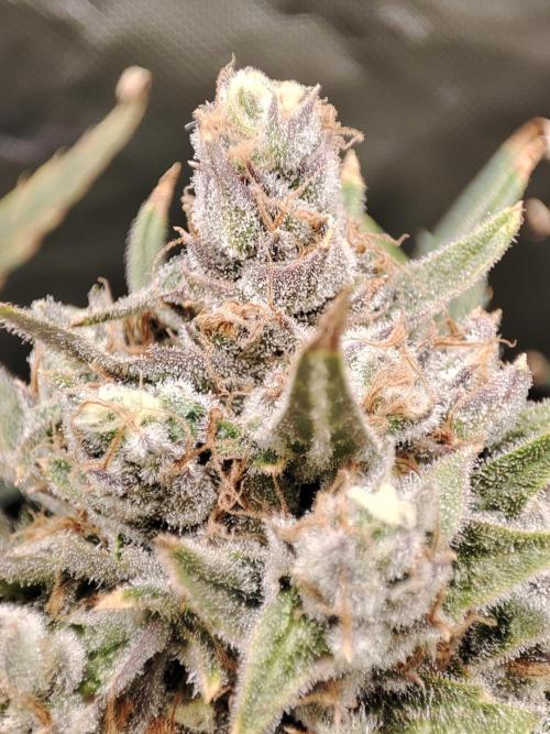 DIY DWC system run #1. Week 15