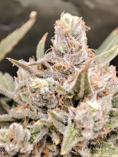 DIY DWC system run #1. Week 15