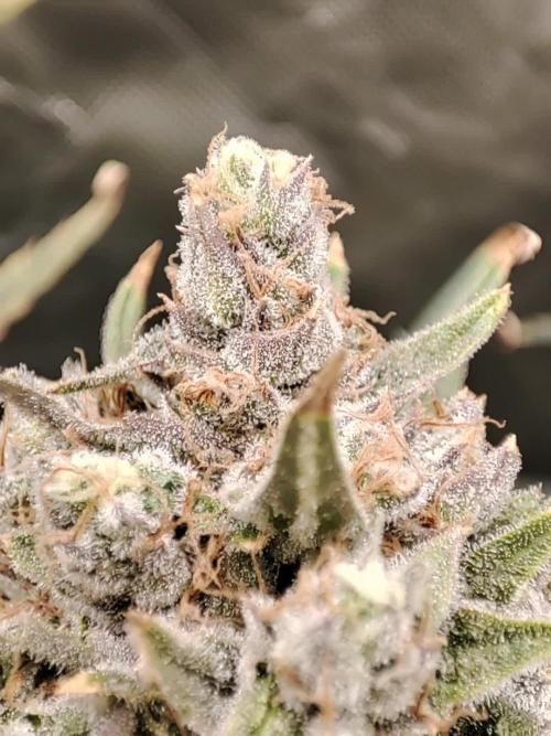 DIY DWC system run #1