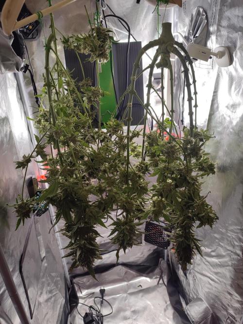 DIY DWC system run #1. Week 17