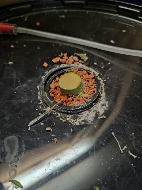 DIY DWC system run #1. Week 17