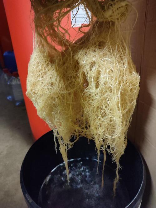 DIY DWC system run #1. Week 17