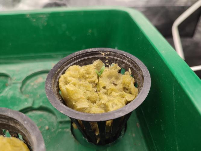 Sticky Broccoli 🥦 - EGC 2026. Week 0