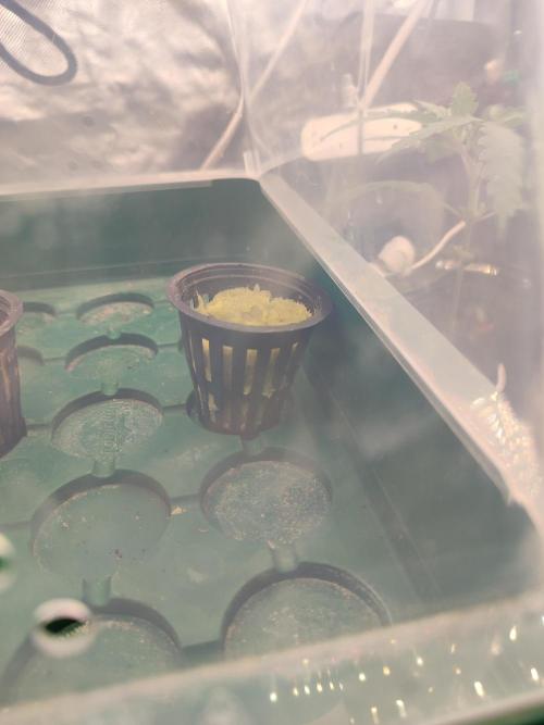 Sticky Broccoli 🥦 - EGC 2026. Week 0