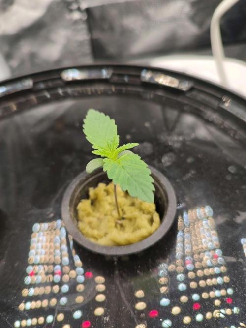 Sticky Broccoli 🥦 - EGC 2026. Week 1