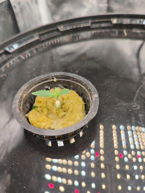 Sticky Broccoli 🥦 - EGC 2026. Week 1