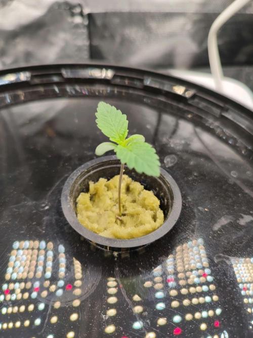 Sticky Broccoli 🥦 - EGC 2026. Week 1