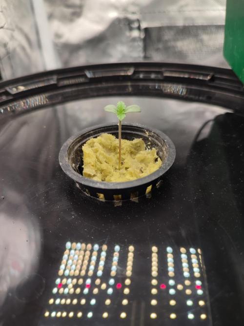 Sticky Broccoli 🥦 - EGC 2026. Week 1