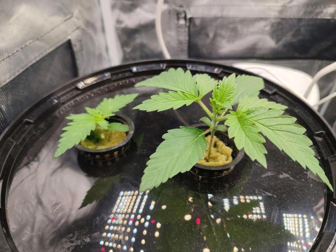 Sticky Broccoli 🥦 - EGC 2026. Week 2