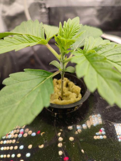 Sticky Broccoli 🥦 - EGC 2026. Week 2