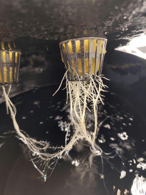 Sticky Broccoli 🥦 - EGC 2026. Week 2