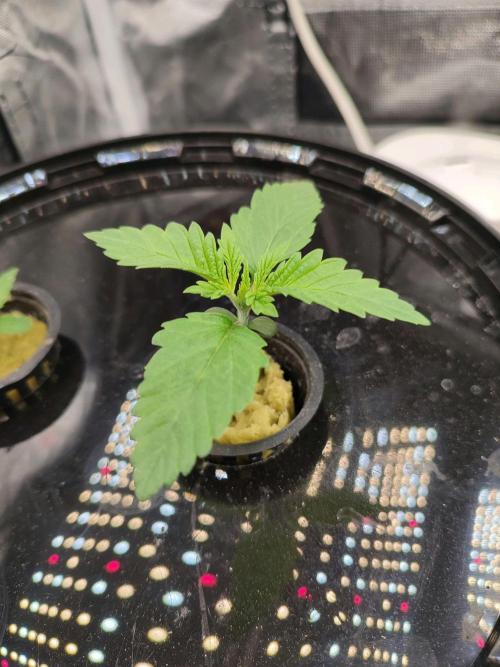 Sticky Broccoli 🥦 - EGC 2026. Week 2