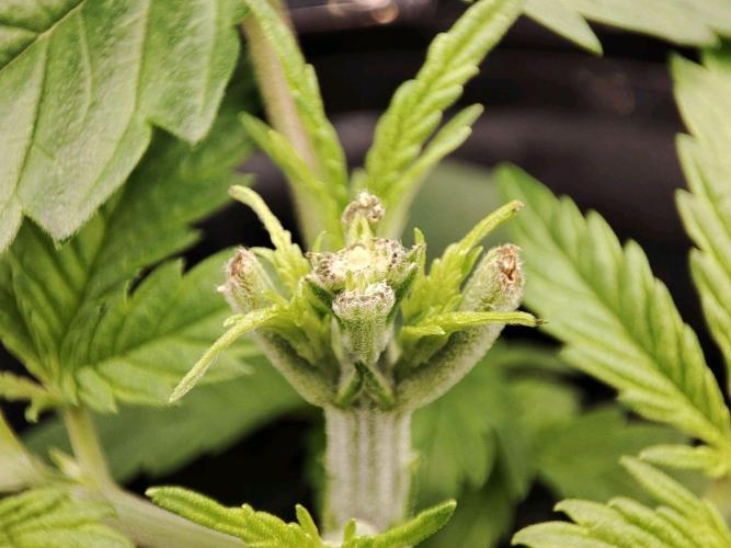 Sticky Broccoli 🥦 - EGC 2026. Week 3
