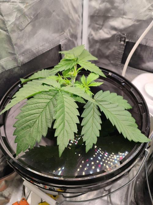 Sticky Broccoli 🥦 - EGC 2026. Week 3