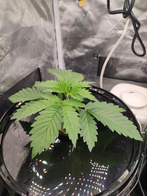 Sticky Broccoli 🥦 - EGC 2026. Week 3