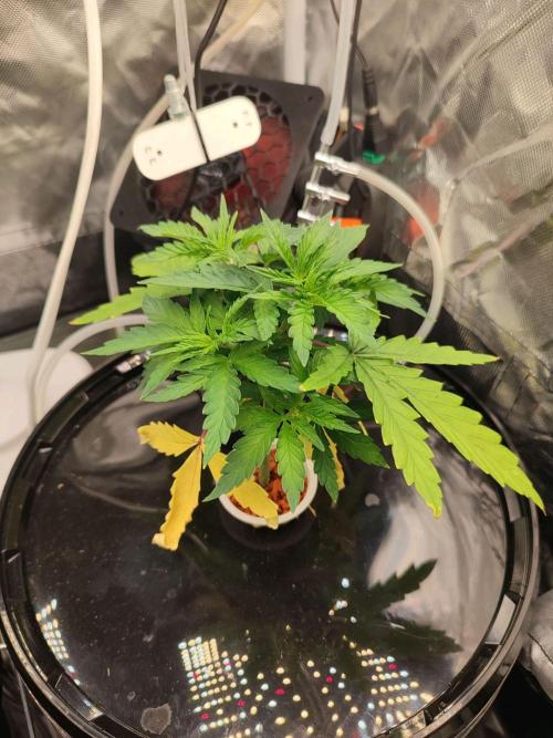 Diesel CBD. Week 5