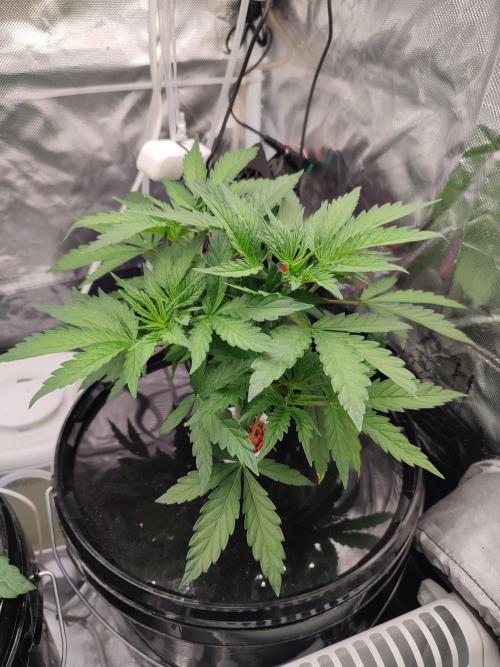 Diesel CBD. Week 5