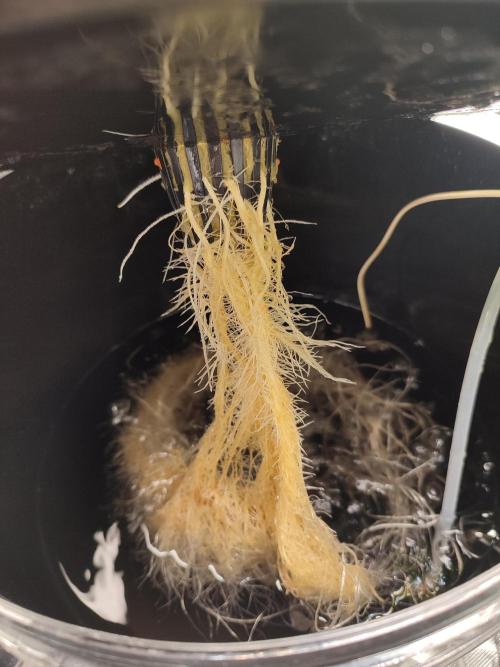 Sticky Broccoli 🥦 - EGC 2026. Week 4