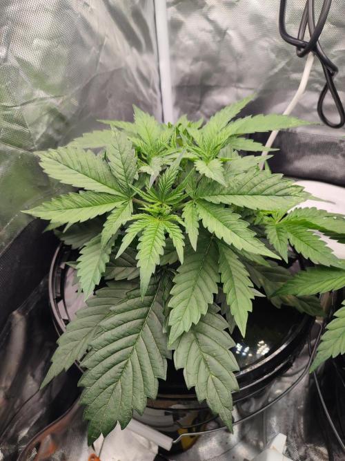 Sticky Broccoli 🥦 - EGC 2026. Week 4