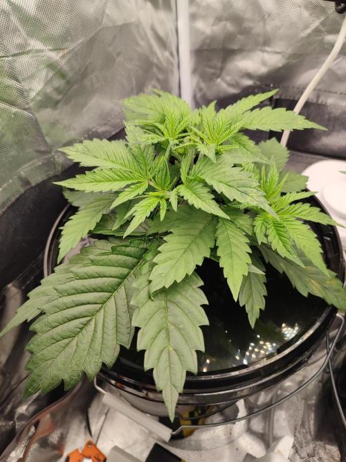 Sticky Broccoli 🥦 - EGC 2026. Week 4