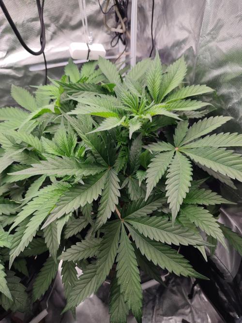 Diesel CBD. Week 6