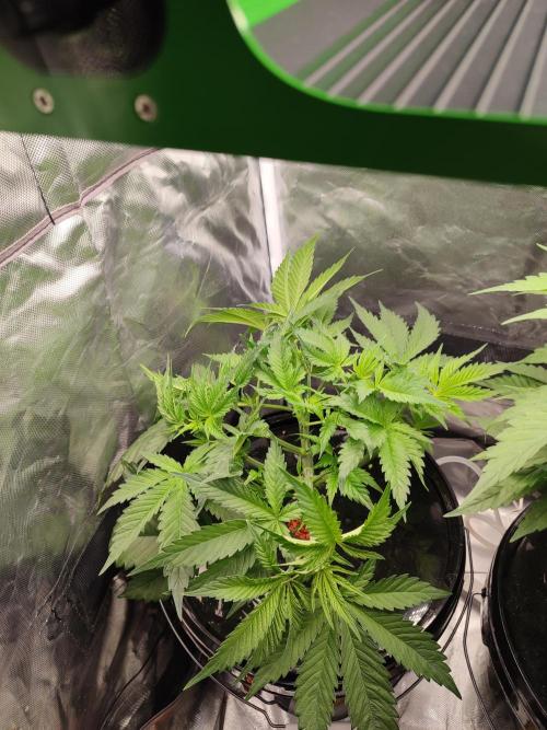 Sticky Broccoli 🥦 - EGC 2026. Week 5