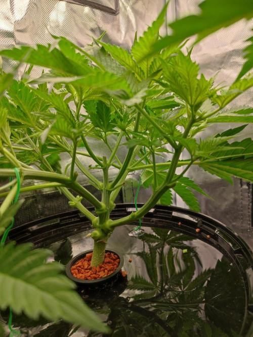 Sticky Broccoli 🥦 - EGC 2026. Week 5