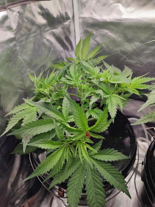 Sticky Broccoli 🥦 - EGC 2026. Week 5