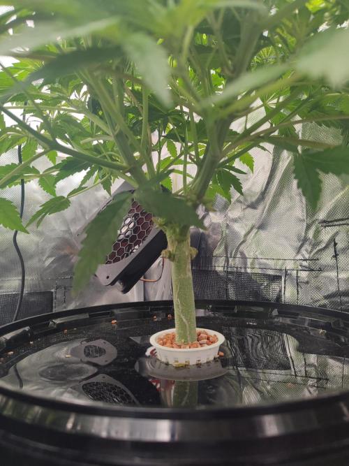 Diesel CBD. Week 7