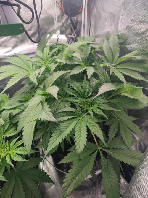 Diesel CBD. Week 7