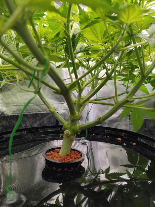 Sticky Broccoli 🥦 - EGC 2026. Week 6