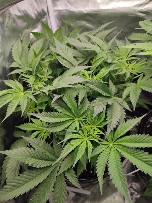 Sticky Broccoli 🥦 - EGC 2026. Week 6