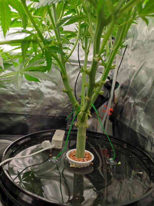 Diesel CBD. Week 8