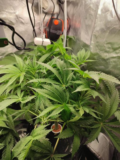 Diesel CBD. Week 8