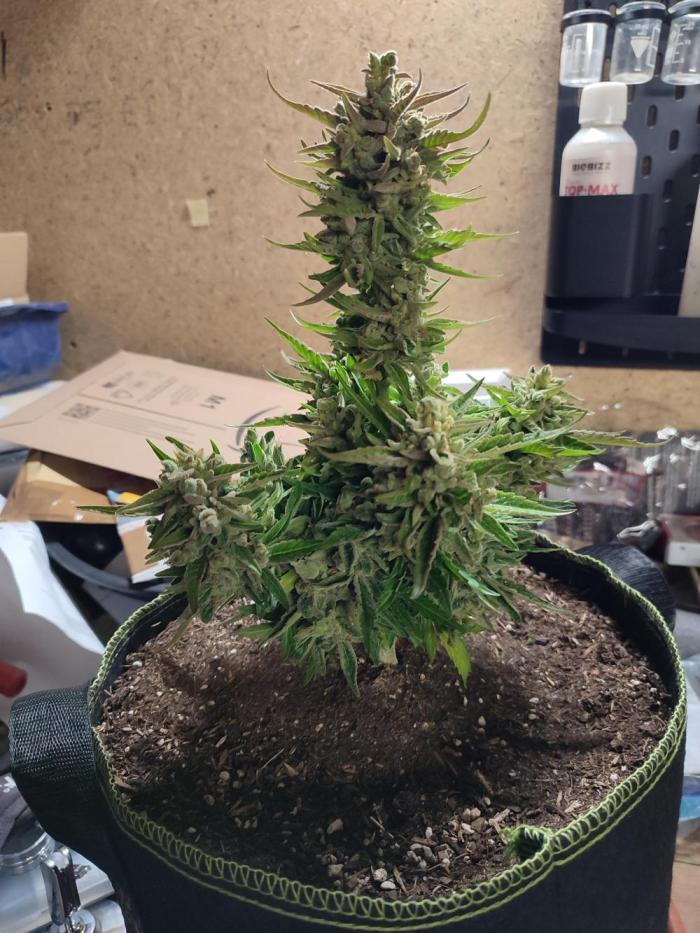 Orion F1 Outdoors. Week 12