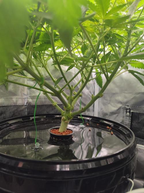 Sticky Broccoli 🥦 - EGC 2026. Week 7