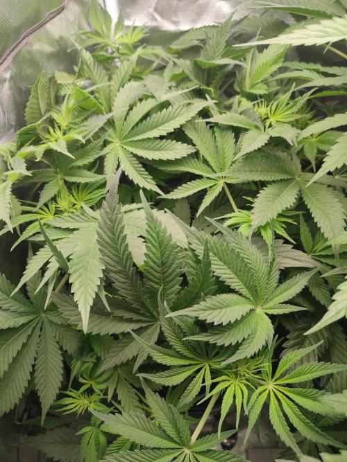Sticky Broccoli 🥦 - EGC 2026. Week 7