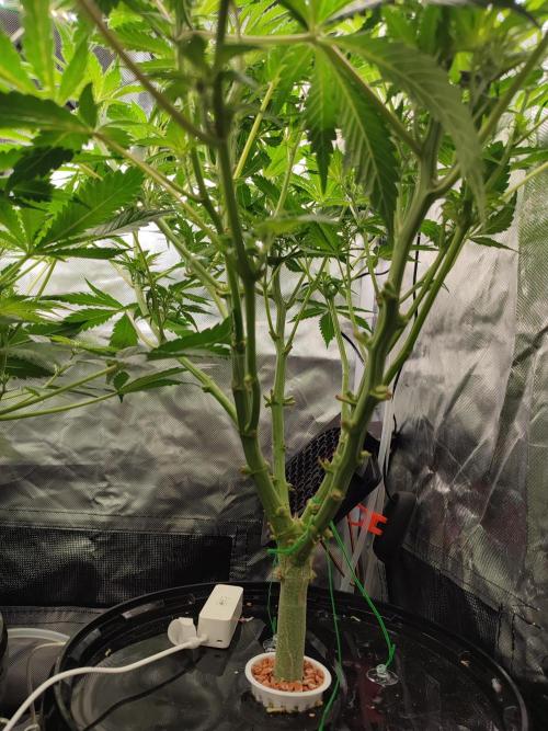 Diesel CBD. Week 9