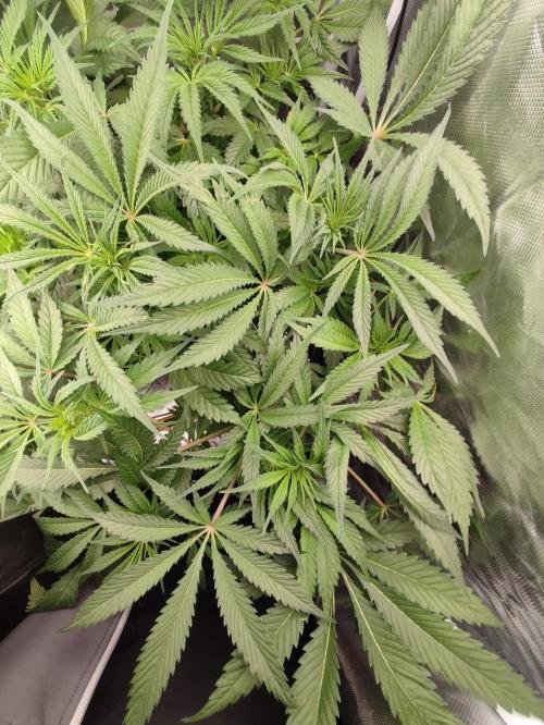 Diesel CBD. Week 9